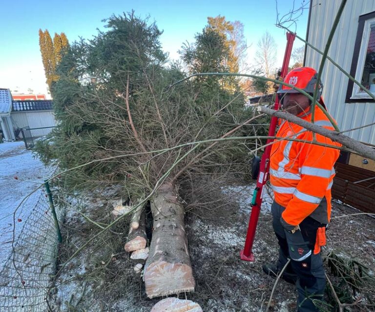 En man som i oranga arbetskläder som står vid ett träd han har fällt