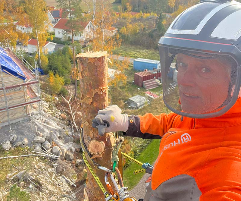 En man som tar en selfie uppe från ett träd han klättrat upp i för att sektionskapa trädet